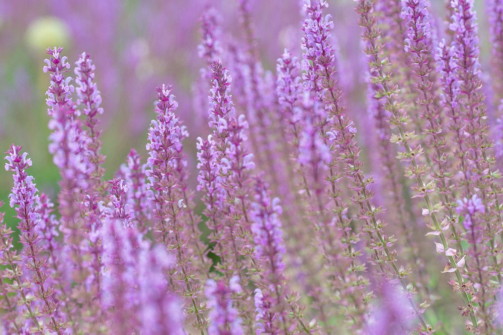 Botanical Plant Names (A Beginner’s Guide)